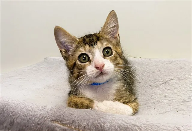 Pebbles - Photo 1