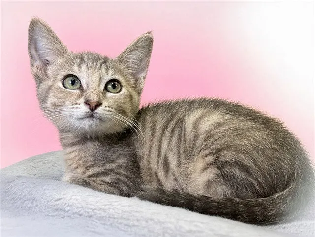 Tuna - Photo 1