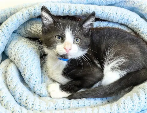 Oreo