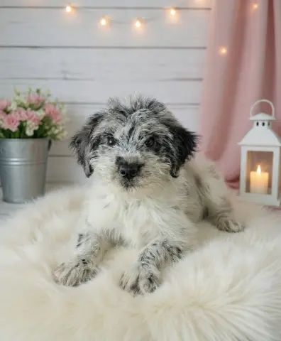 Rosie