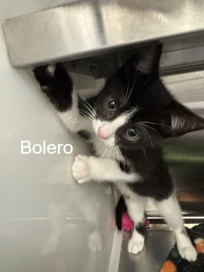 Bolero - Photo 1