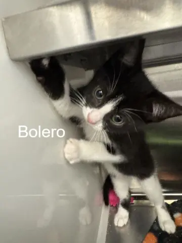 Bolero