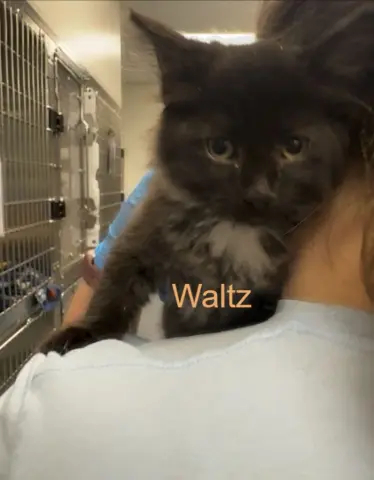 Waltz