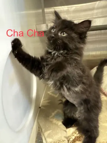 Cha Cha