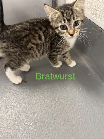 Bratwurst