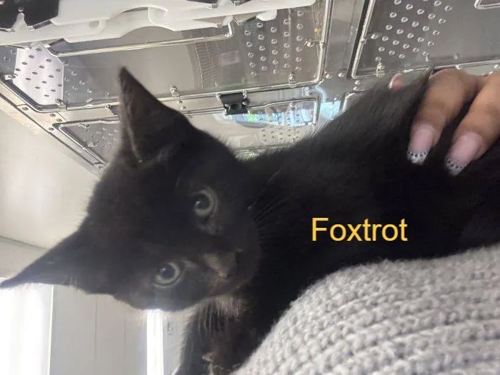 Foxtrot - Photo 1