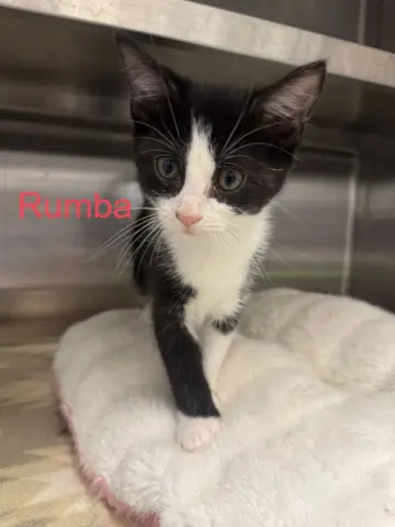 Rumba