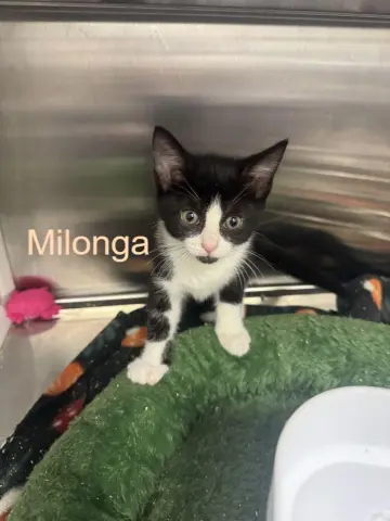 Milonga