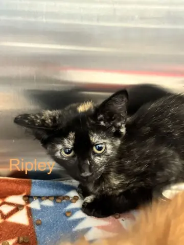 Ripley