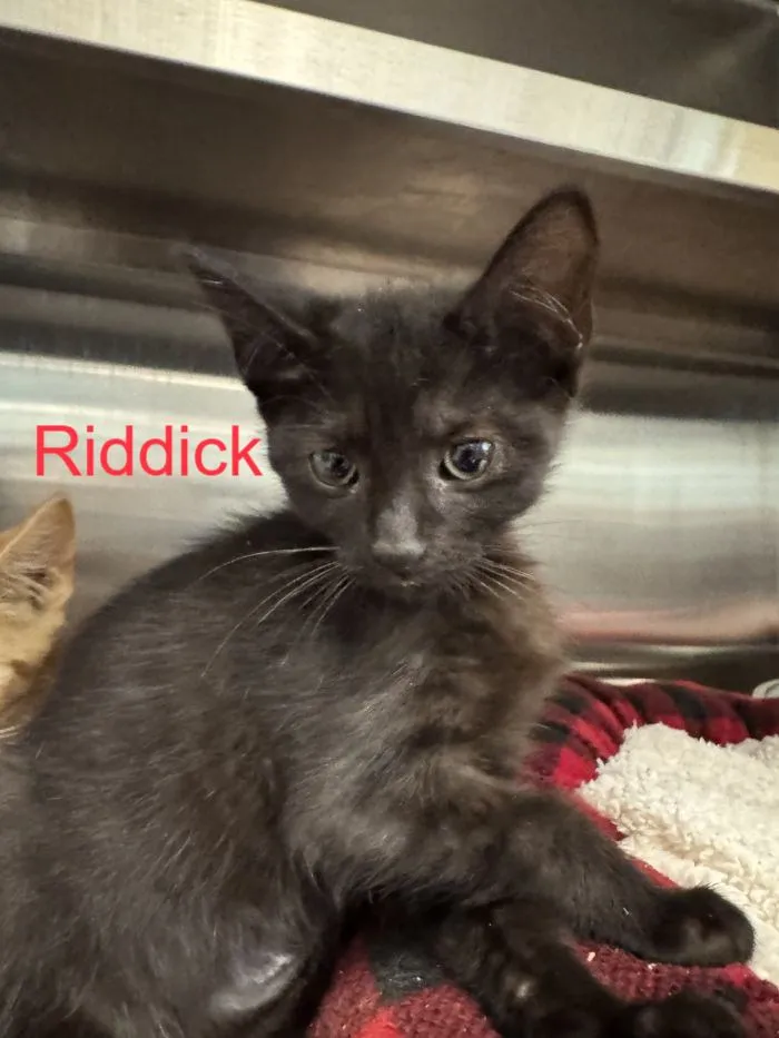Riddick - Photo 1