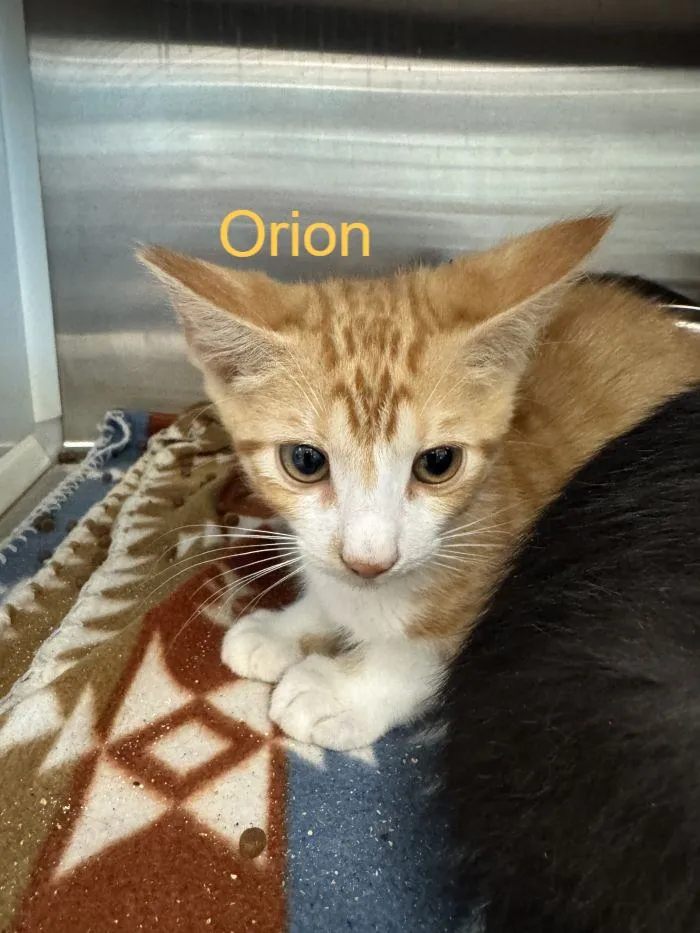 Orion - Photo 1