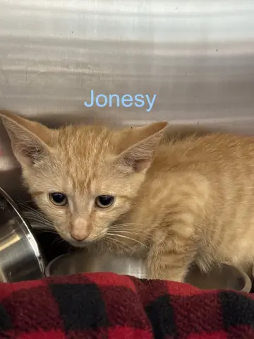 Jonesy