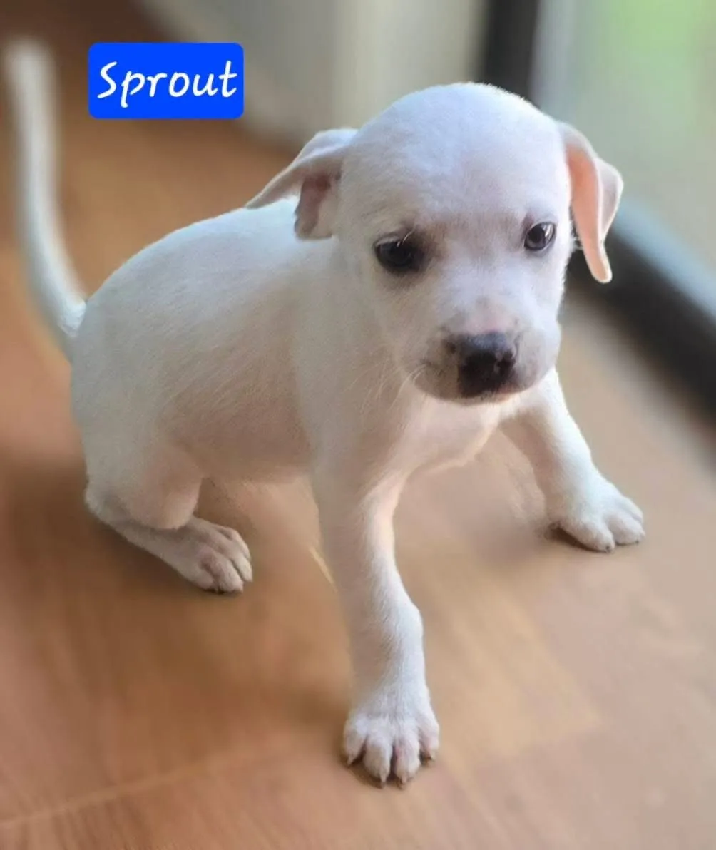 Sprout - Photo 1
