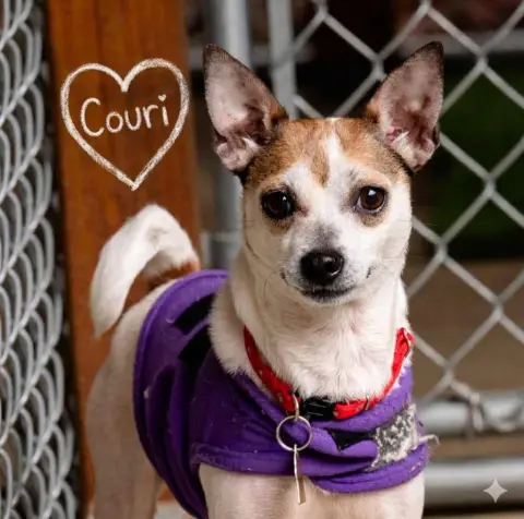 Couri