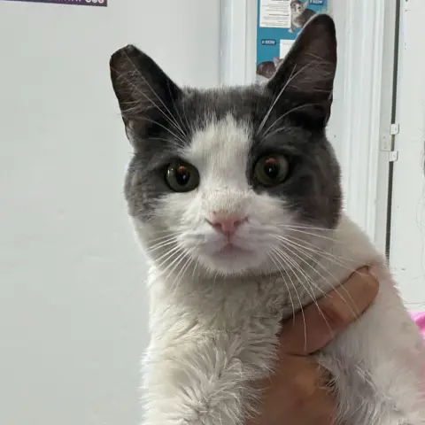 Gilbert