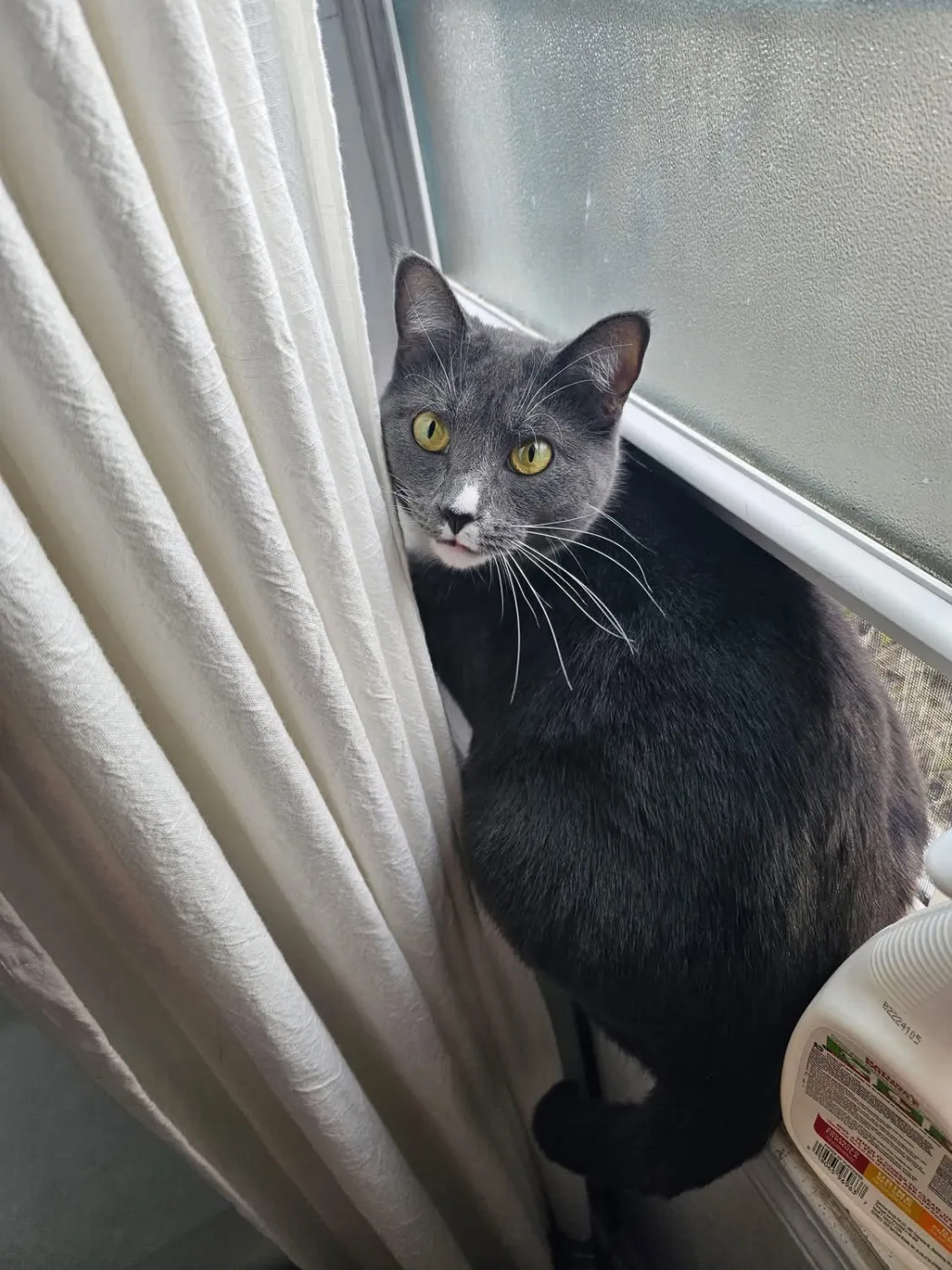 Freya - Photo 1