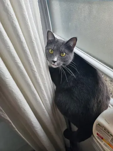 Freya