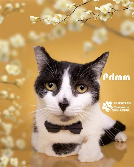 Primm - Photo 1