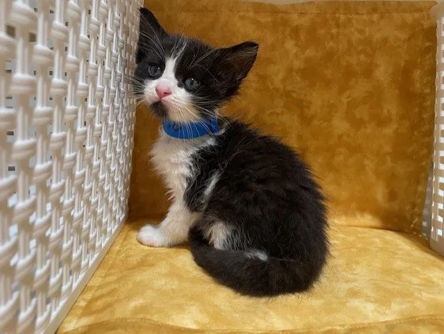 Oreo - Photo 1