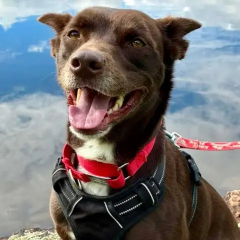 Loki