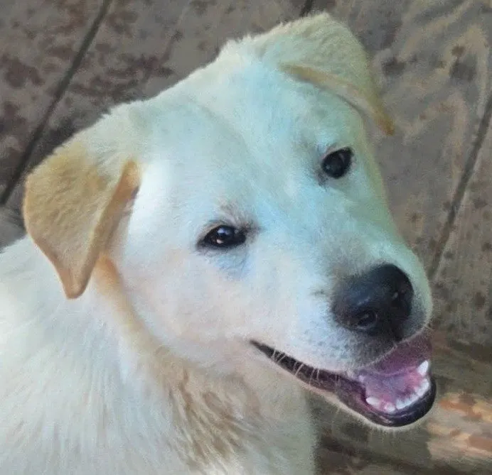 Queso - Photo 1