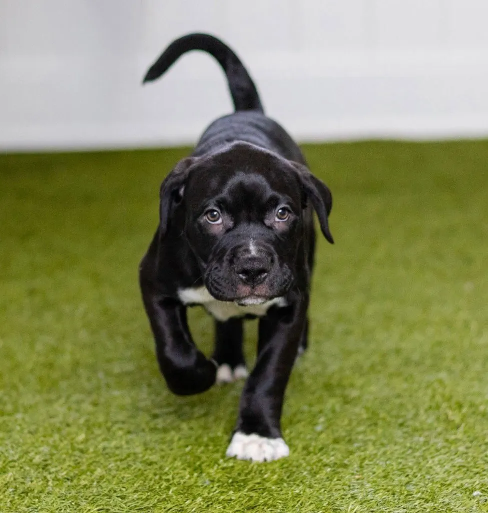 Samson - Photo 1