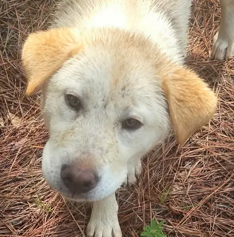 Tortilla