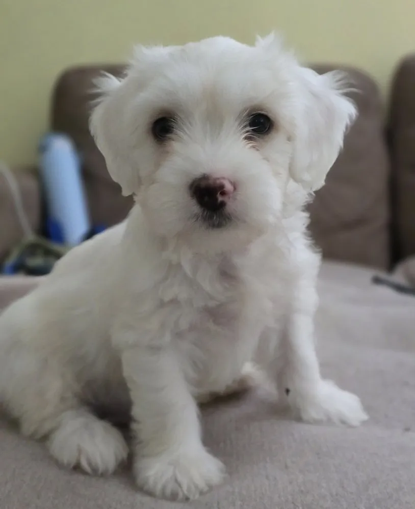 Enzo - Photo 1