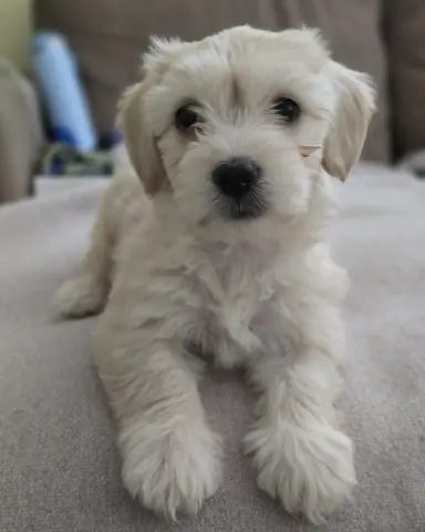 Sofia