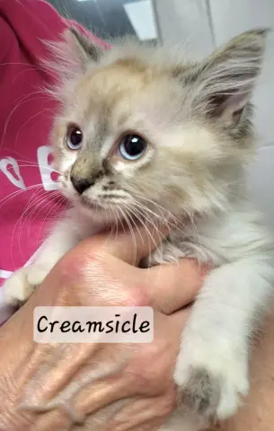 Creamsicle