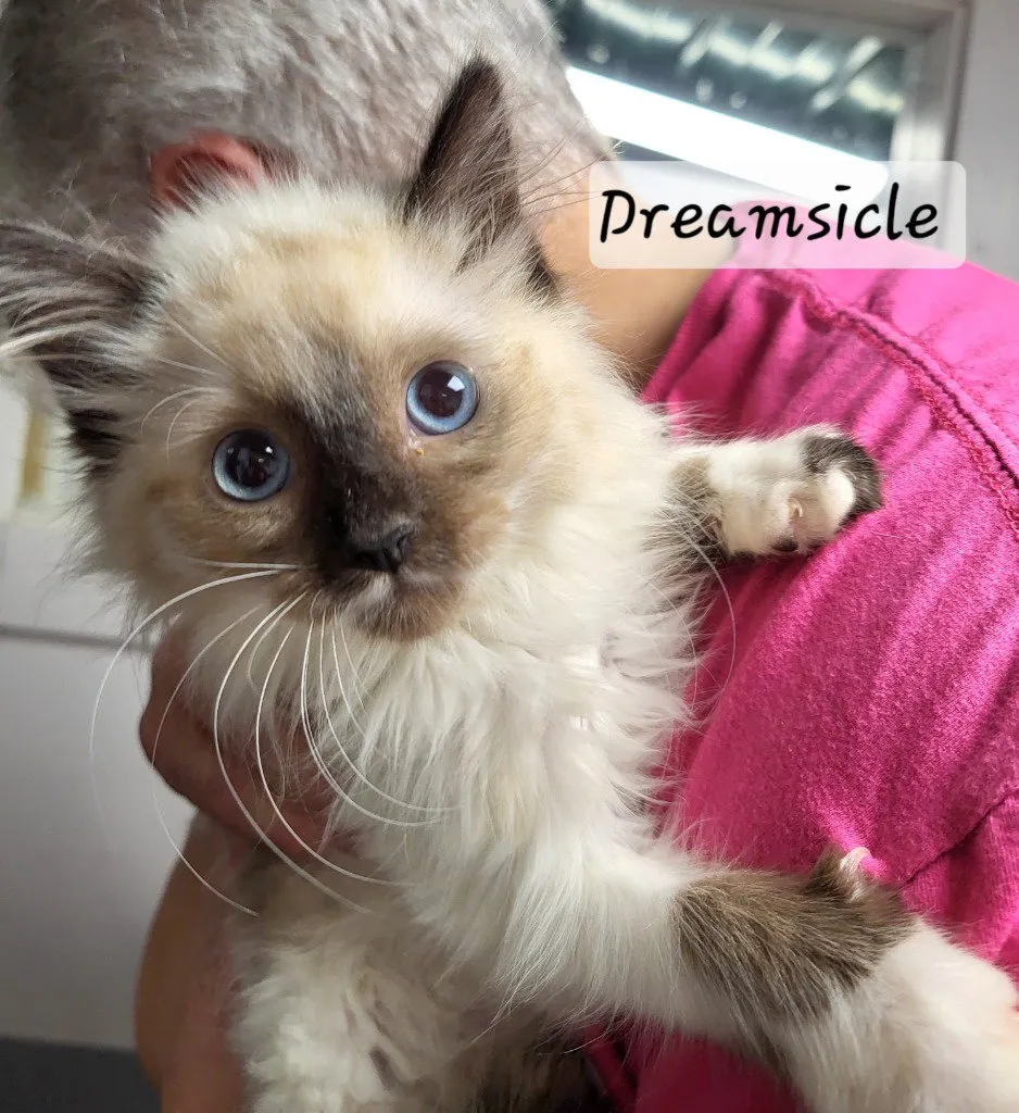 Dreamsicle - Photo 1