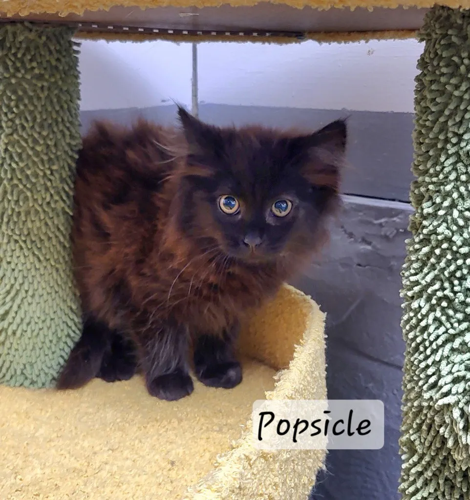 Popsicle - Photo 1