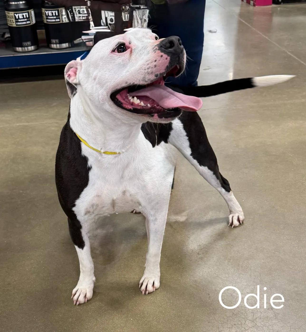 Odie - Photo 1
