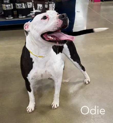 Odie
