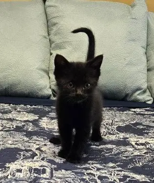 Mimi