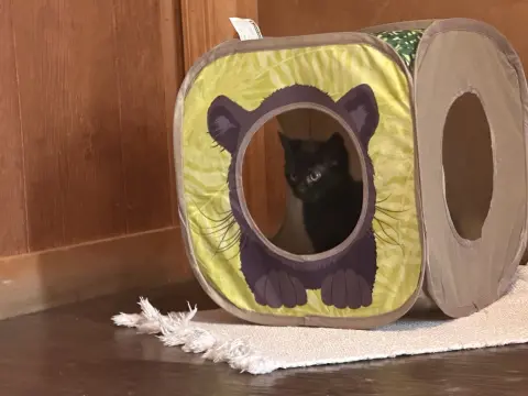 Lenni
