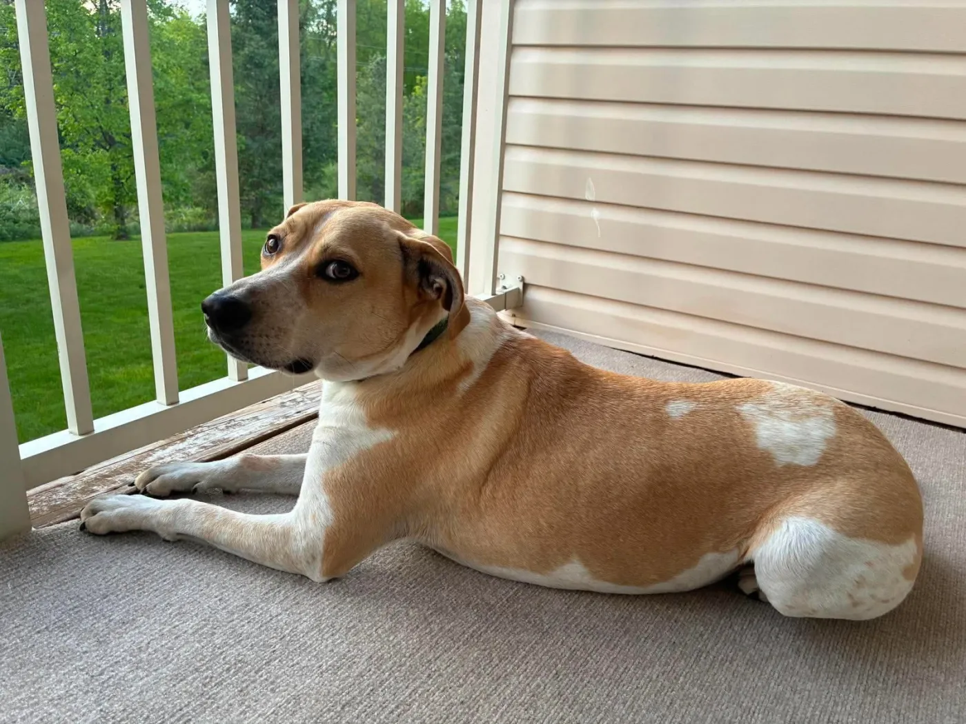 Cooper - Photo 1