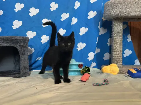 Tater