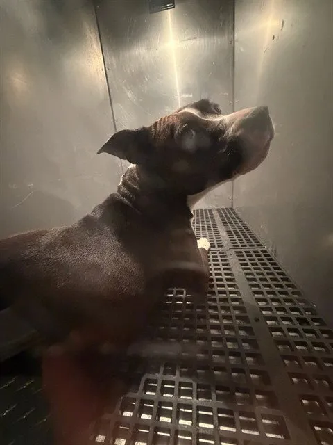 Bite Dog - Photo 1