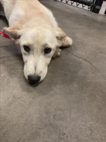 Marley
