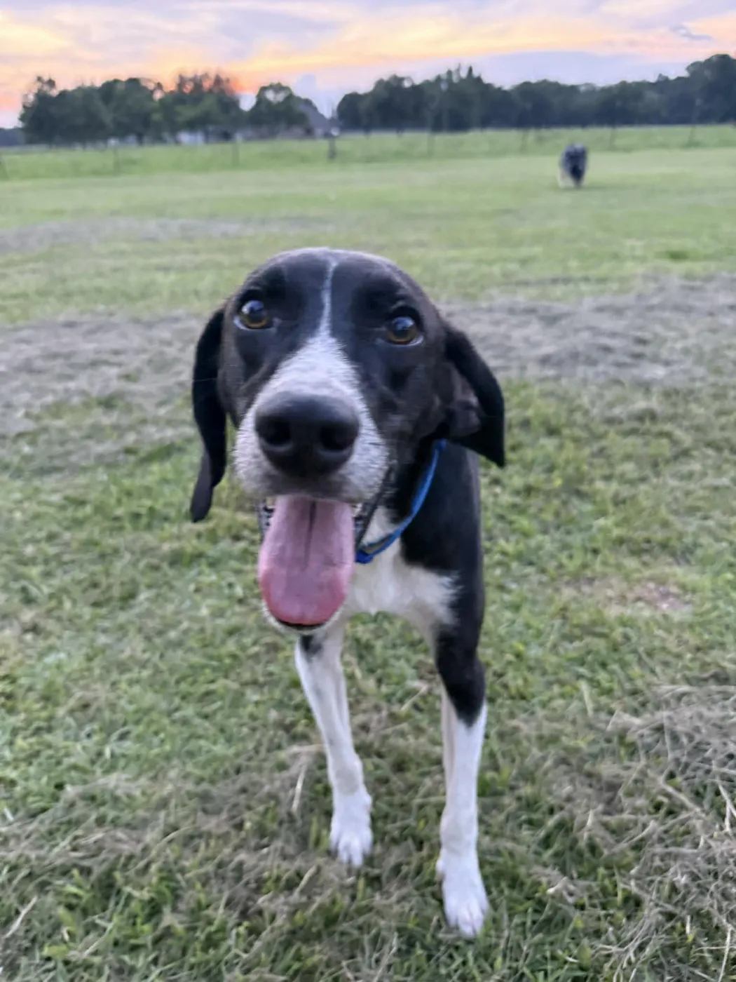 Buddy - Photo 1