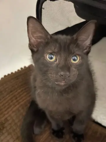 Onyx