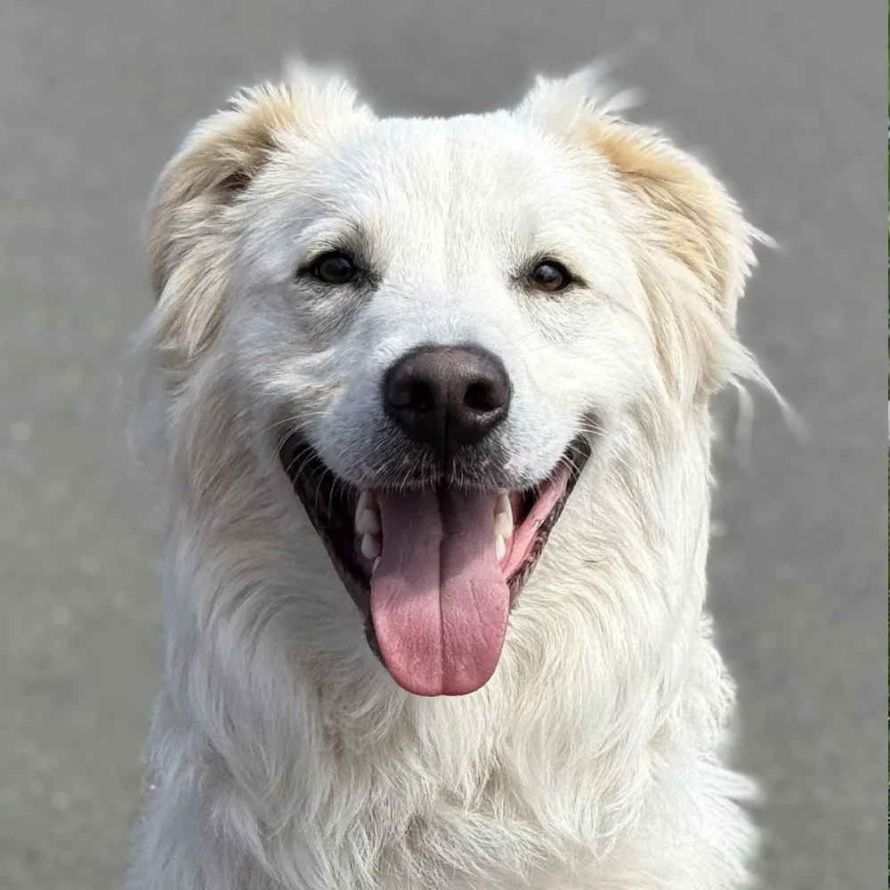 Riley - Photo 1