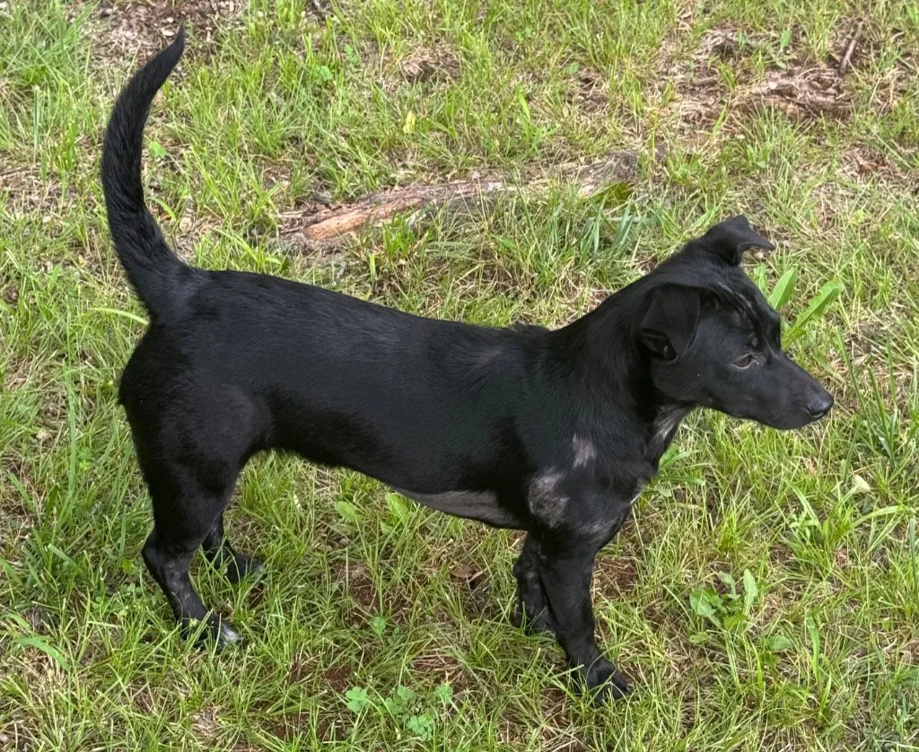Pepper - Photo 1