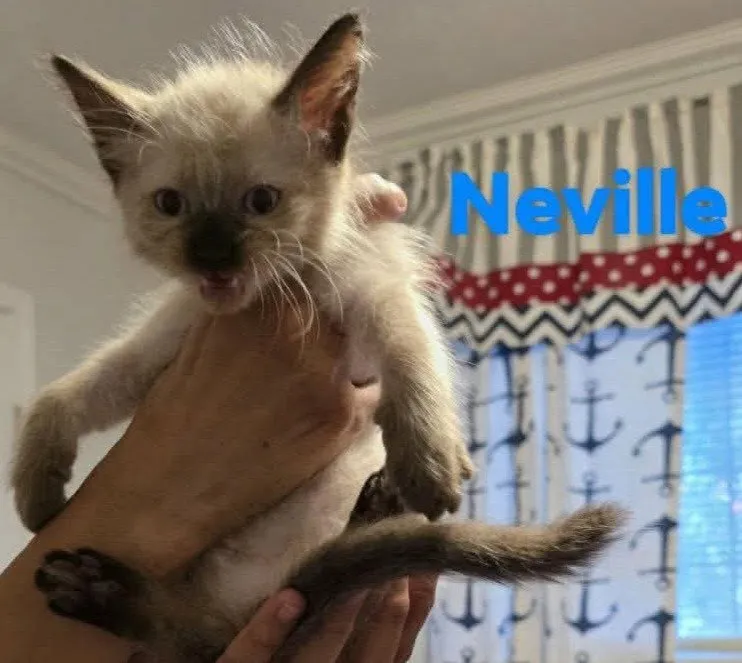 Neville - Photo 1