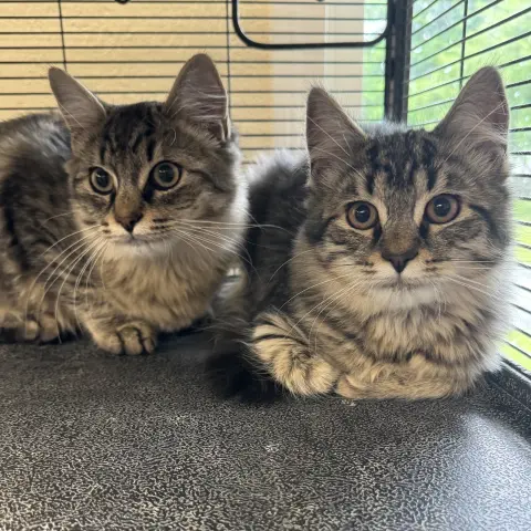 Enzo and Middi
