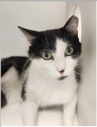 Sylvester - Photo 1