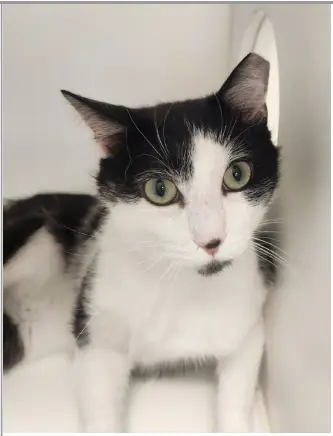 Sylvester