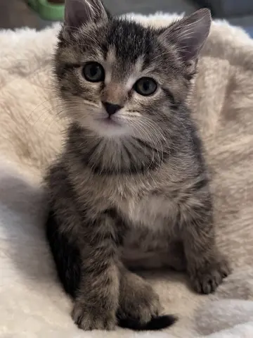 Ella