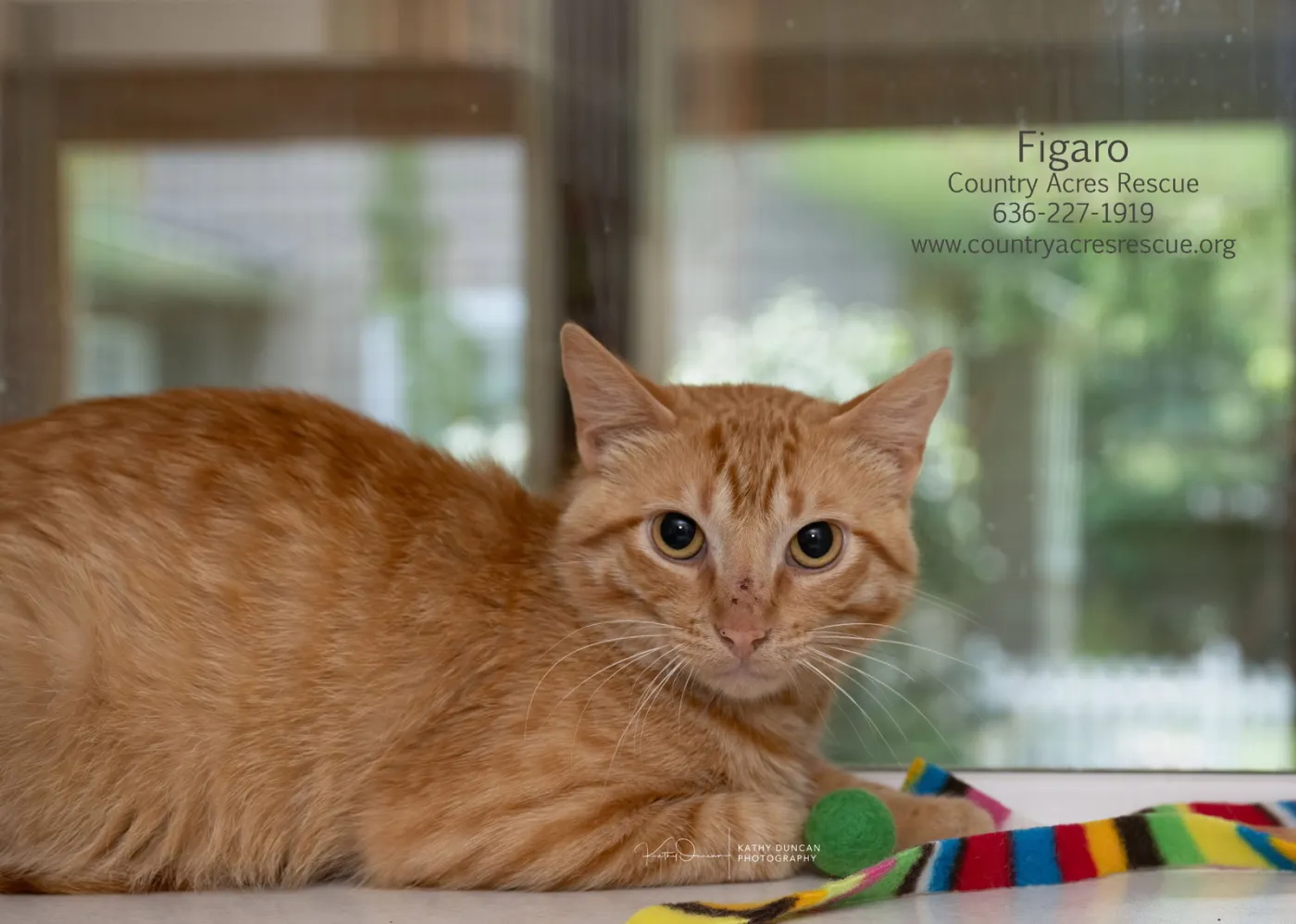 Figaro - Photo 1